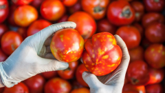 Téves vírushír rázta meg az üvegházi paradicsomágazatot kép