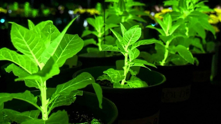 Kínai tudósok valósítják meg az Avatar filmek világító növényeit