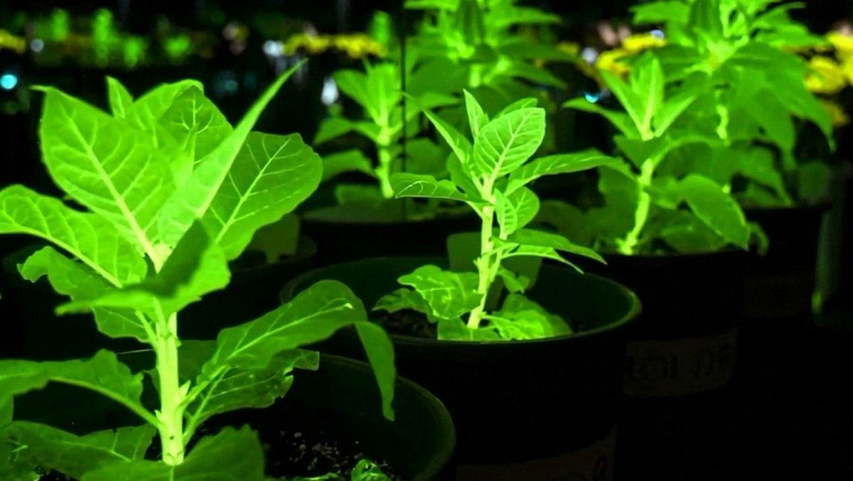 Kínai tudósok valósítják meg az Avatar filmek világító növényeit fókuszban