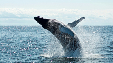 Emberi nyelvekhez hasonlatos módon kommunikálhatnak az ámbráscetek kép
