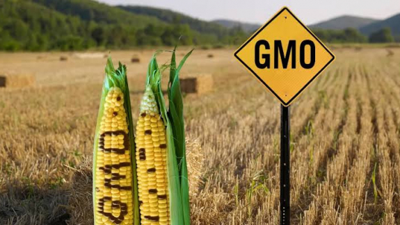 Új GMO-vita robbant ki Magyarországon az uniós génszabályok miatt kép