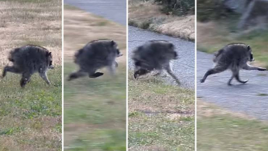 Valaki állítsa meg Jimothyt, mielőtt beszivárog az összes játékunkba! kép