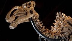 Elképesztő dinoszaurusz-leletre bukkantak Kanadában kép