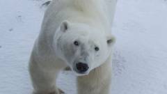 A jegesmedvékhez látogatott a Google Maps kép