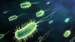 Elektromossággal táplálkozó baktériumokat találtak kép