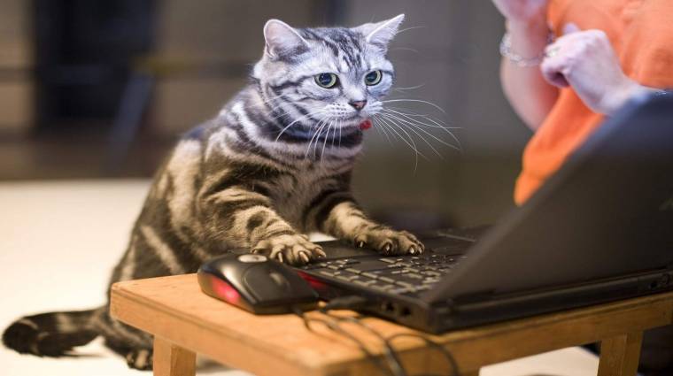 Védtelen Wifi-hálózatokra vadászik a macska kép