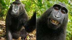 A majmok is imádnak selfie-t lőni kép