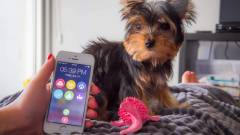 Ez az app szól, ha nem etetted meg a kutyád kép