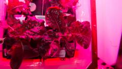 Űrben termesztett salátát eszik ma az ISS legénysége kép