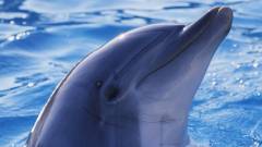 Delfin mentette meg az óceánba esett iPhone-t kép