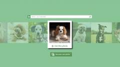 Már a kutyafajtákat is azonosítja a Microsoft kép