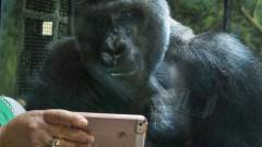 Gorillákat menthetsz, ha leadod régi mobilodat! kép