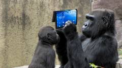 Hajtogatható mobilokhoz jön a hajtogatható Gorilla Glass kép
